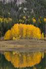 USA-Colorado-Uncompahgre National Forest Aspen grove reflects in calm lake Art Print